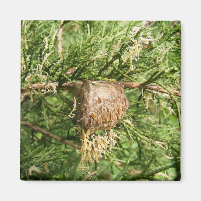 Emerging Mantis ~ magnet (Front)