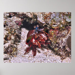 Emerging Mantis Shrimp Poster