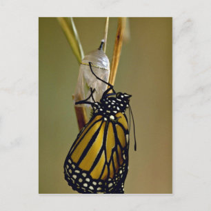 Emerging monarch butterfly postcard