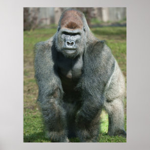 Emerging Strength – Lope the Silverback Poster