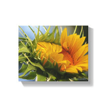 Emerging Sunflower