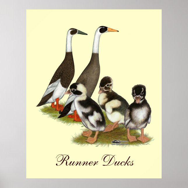 Emery Penciled Runner Duck Family Poster (Front)