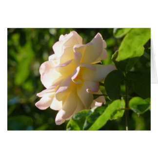 Emily's Rose