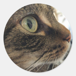 Emma Close-Up Cat Photo Stickers