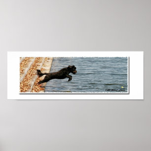 Emma, The Portuguese Water Dog Poster