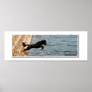 Emma, The Portuguese Water Dog Poster