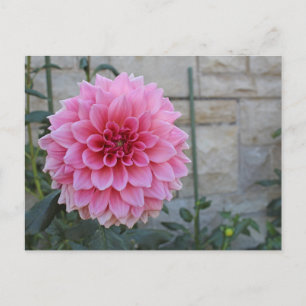 Emory Paul Dinnerplate Dahlia Flower Postcard