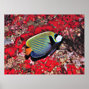 Emperor Angelfish in the Maldives Poster