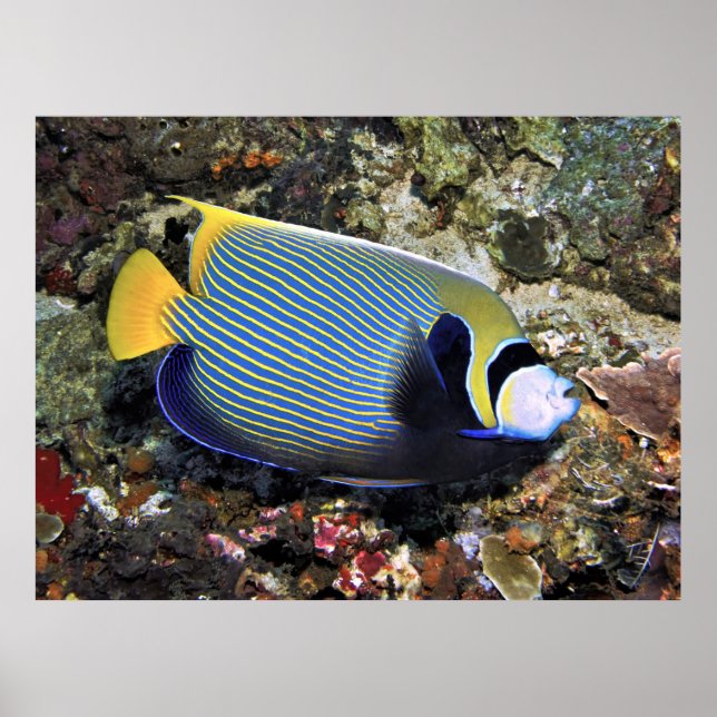 Emperor Angelfish Nusa Penida Poster (Front)