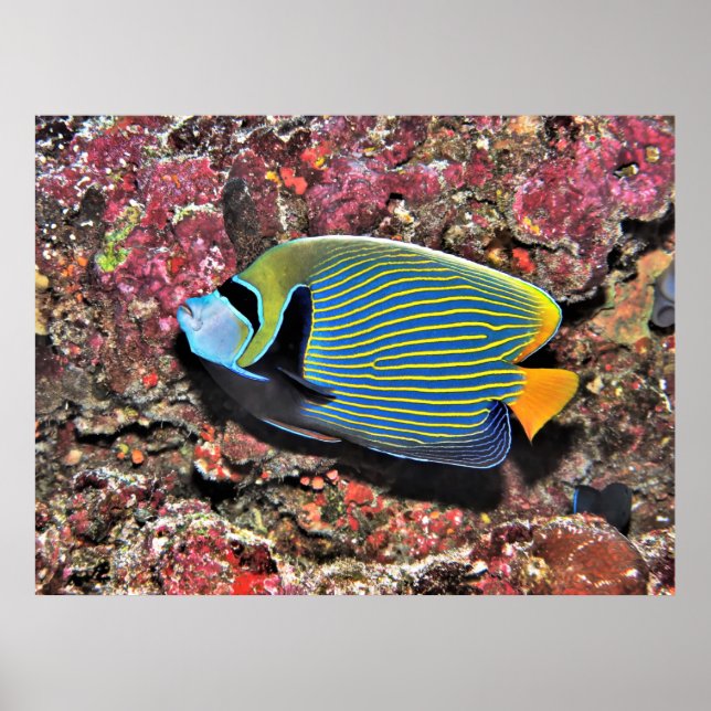 Emperor Angelfish Poster (Front)