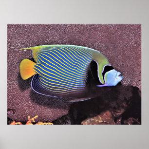 Emperor Angelfish-Raja Ampat Poster
