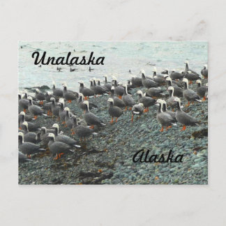 Emperor Geese on beach Postcard