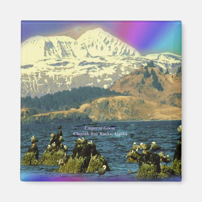 Emperor Geese on Chiniak Bay near Chiniak, Alaska Magnet (Front)