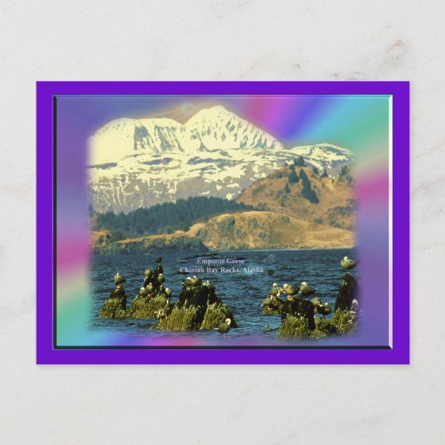 Emperor Geese on Chiniak Bay near Chiniak, Alaska Postcard (Front)