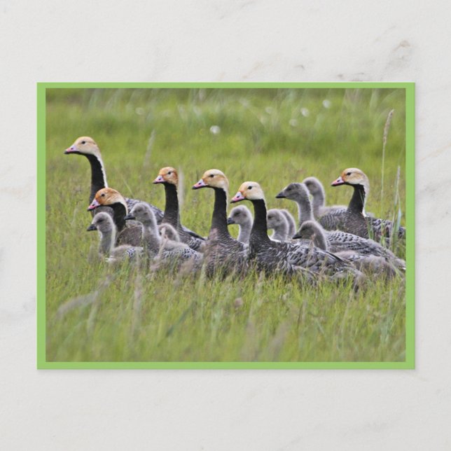Emperor Geese Postcard (Front)