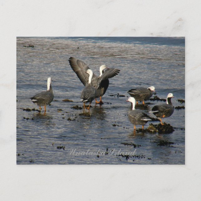 Emperor Geese, Unalaska Island Postcard (Front)