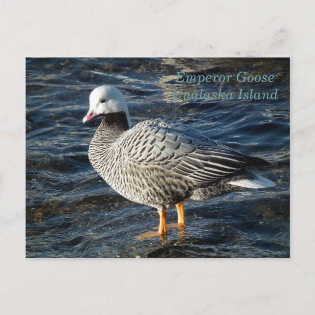 Emperor Goose on Unalaska Island Postcard (Front)