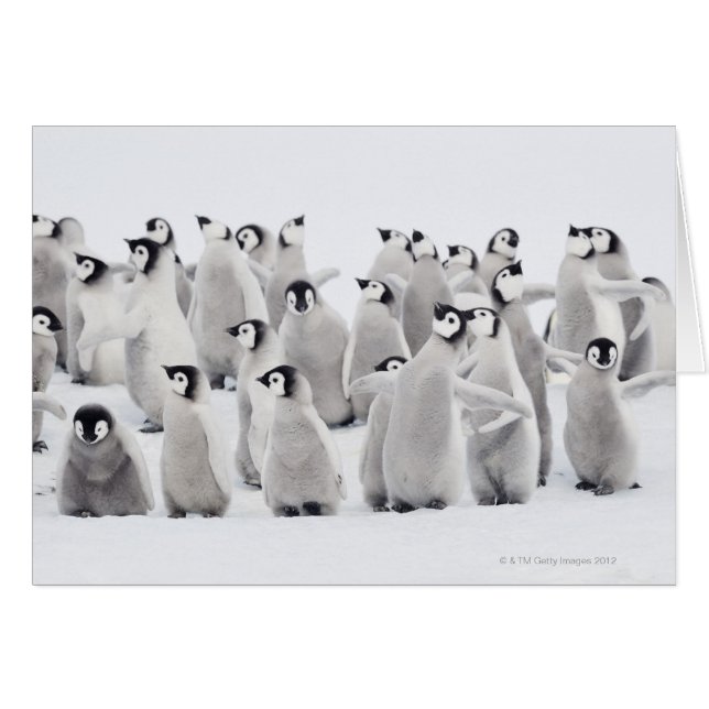 Emperor penguin (Front Horizontal)