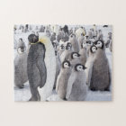 Emperor Penguin adult with chicks