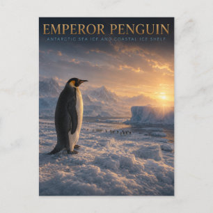 Emperor Penguin Antarctic Ice ANIMALS Postcard