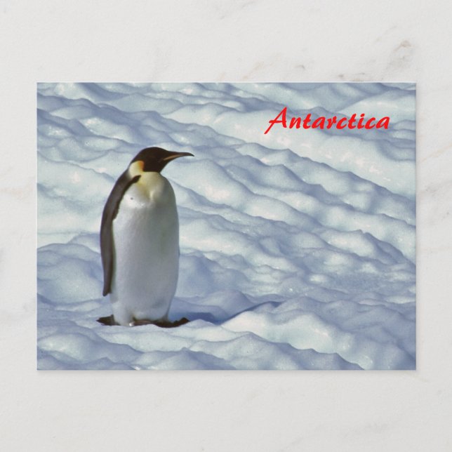 Emperor Penguin Antarctica postcard (Front)