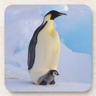 Emperor Penguin Aptenodytes Coaster