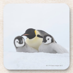 Emperor Penguin (Aptenodytes forsteri) 2 Coaster
