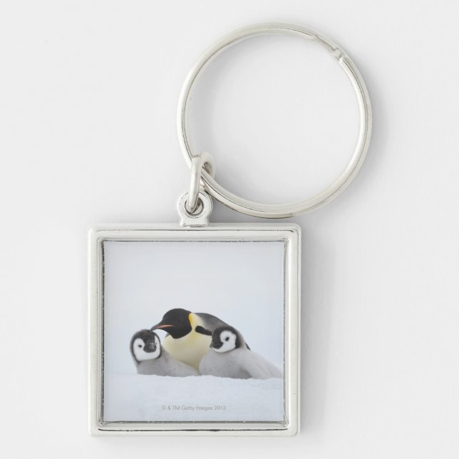 Emperor Penguin (Aptenodytes forsteri) 2 Key Ring (Front)