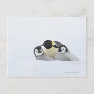 Emperor Penguin (Aptenodytes forsteri) 2 Postcard