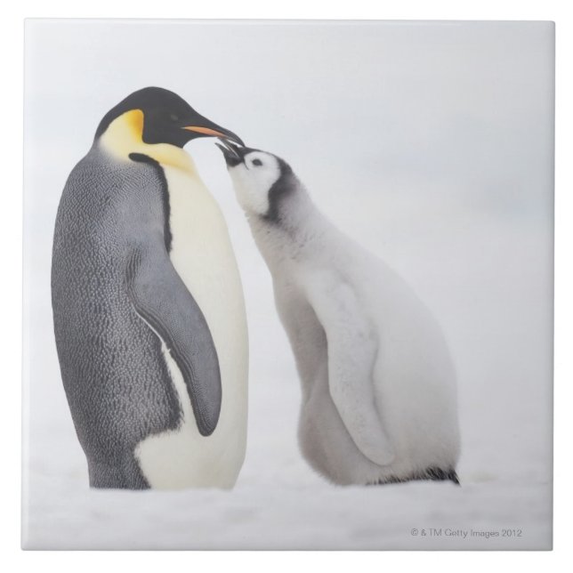 Emperor penguin (Aptenodytes forsteri), chick Ceramic Tile (Front)