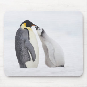 Emperor penguin (Aptenodytes forsteri), chick Mouse Pad