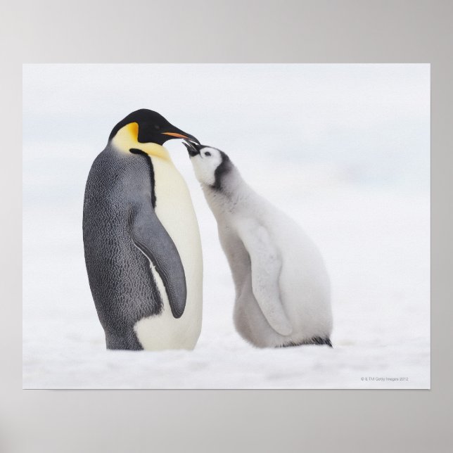 Emperor penguin (Aptenodytes forsteri), chick Poster (Front)