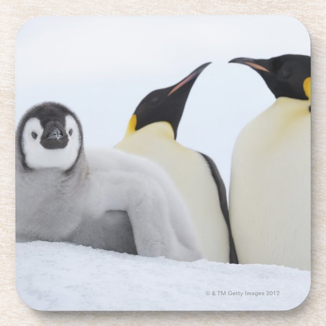 Emperor Penguin (Aptenodytes forsteri) Coaster (Front)