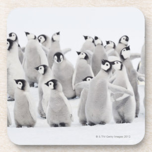 Emperor penguin (Aptenodytes forsteri), group of Coaster
