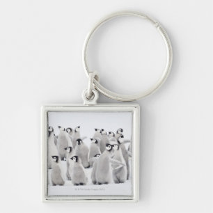 Emperor penguin (Aptenodytes forsteri), group of Key Ring