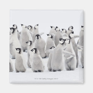 Emperor penguin (Aptenodytes forsteri), group of Magnet