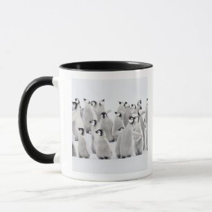 Emperor penguin (Aptenodytes forsteri), group of Mug