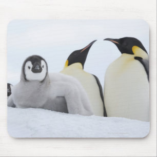 Emperor Penguin (Aptenodytes forsteri) Mouse Pad