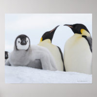Emperor Penguin (Aptenodytes forsteri)