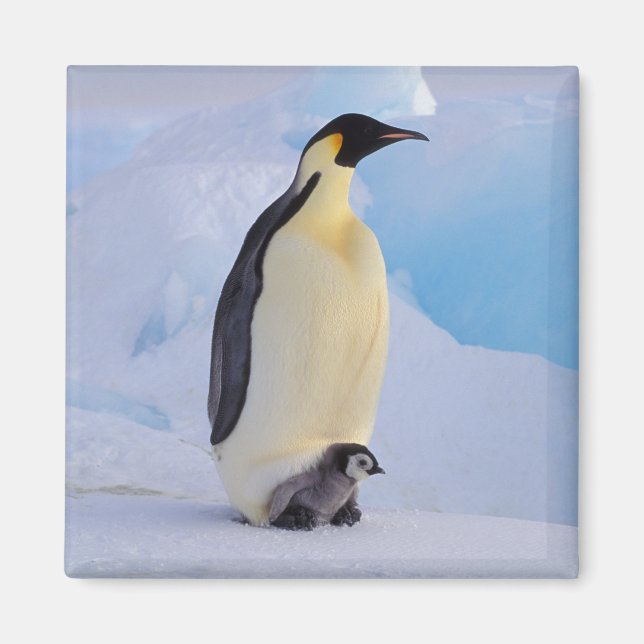 Emperor Penguin | Aptenodytes Magnet (Front)