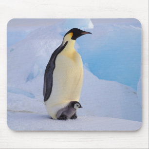 Emperor Penguin Aptenodytes Mouse Pad