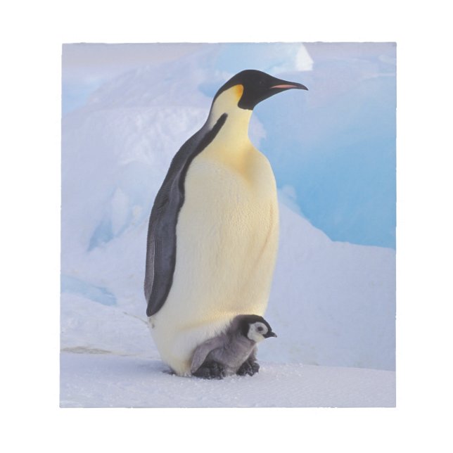 Emperor Penguin | Aptenodytes Notepad (Front)