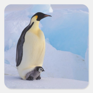 Emperor Penguin Aptenodytes Square Sticker