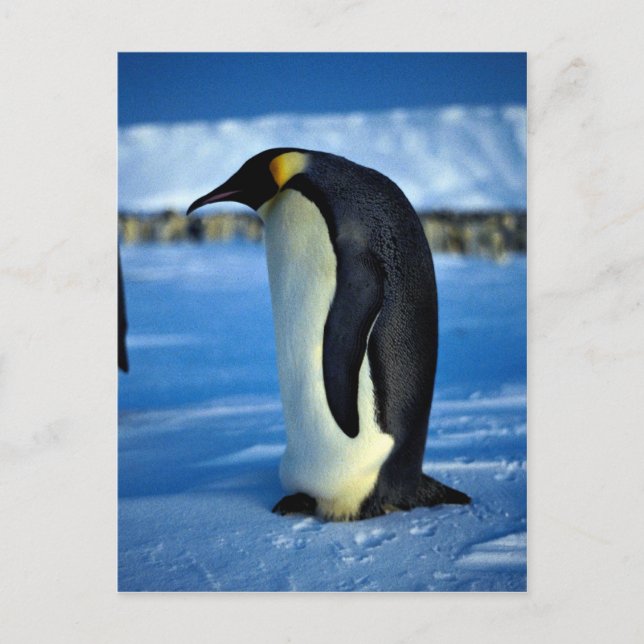 Emperor penguin by moonlight postcard (Front)