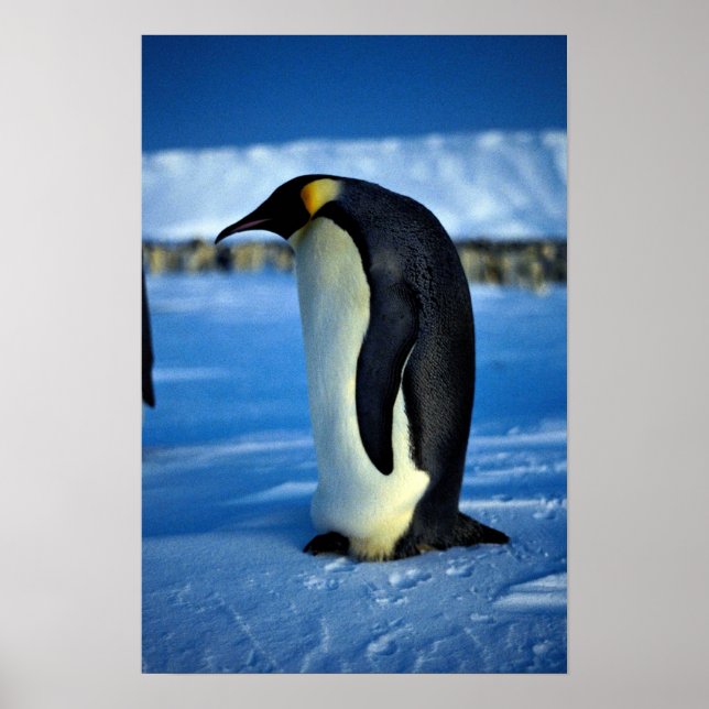 Emperor penguin by moonlight poster (Front)