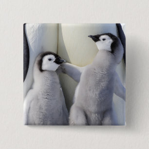 Emperor Penguin Chick 15 Cm Square Badge