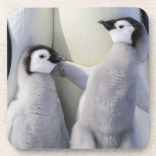 Emperor Penguin Chick Coaster