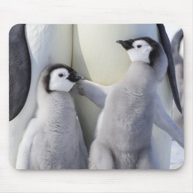 Emperor Penguin Chick Mouse Pad (Front)