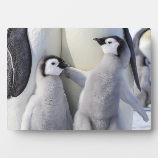 Emperor Penguin Chick Plaque (Front)