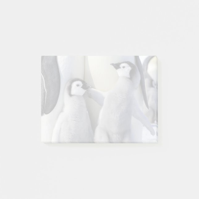Emperor Penguin Chick Post-it Notes (Front)
